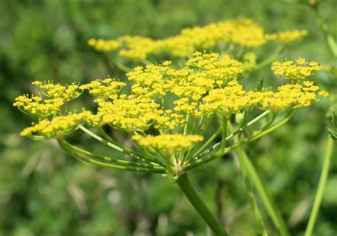 Wild Parsnip Flowers Yellow in Umbels – wildeherb.com