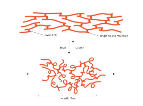 Structure Of Elastin Photograph by Science Photo Library - Pixels