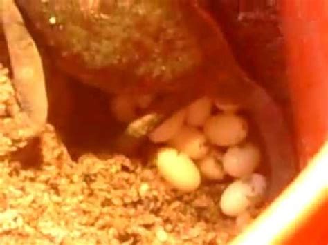 Veiled Chameleon Eggs Being Laid 7/13/2010 - YouTube