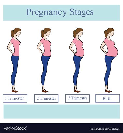 Pregnancy stages Royalty Free Vector Image - VectorStock