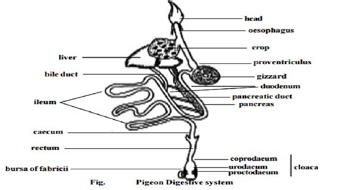 Pigeon - Digestive system