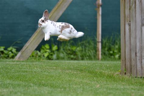 My bunny enjoying the oustide with a big jump : aww