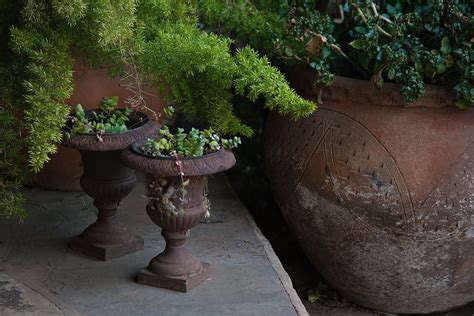 Terracotta Pots With Plants Free Stock Photo - Public Domain Pictures