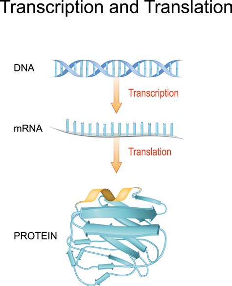 Explainer: What is RNA?