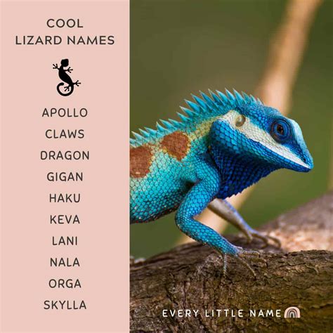 300+ Best Lizard Names (Cute, Funny, and Cool) - Every Little Name