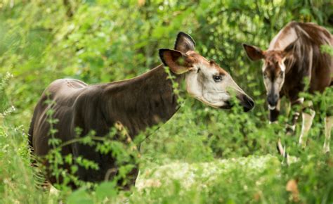 Okapi conservation program – Fundacja Zoo Wrocław DODO