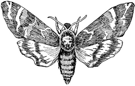 Death's Head Moth | ClipArt ETC