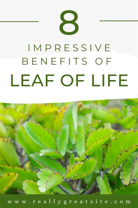 Leaf of Life Plant: What it is, Benefits & How to Use - Roots Organix in 2022 | Plant benefits ...