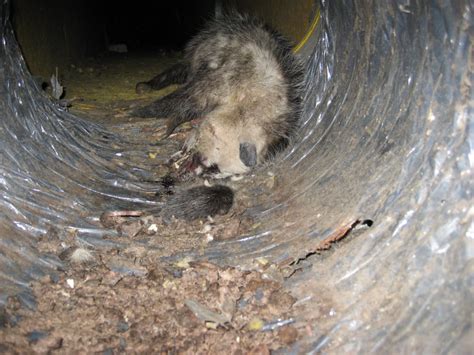 Removing a Dead Animal From a Car – Dead Animal