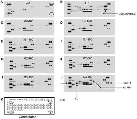 Raw data obtained after the antibody array assay performed with the... | Download Scientific Diagram