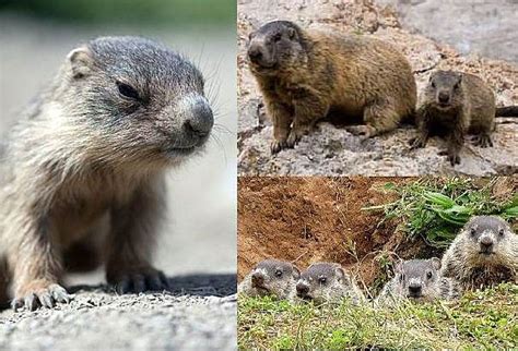 Groundhog Baby - Animal Facts Encyclopedia