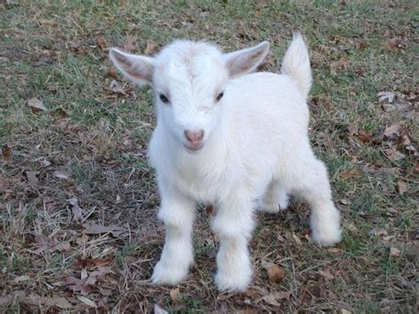 Baby white Pygmy Goat Baby goats and lambs Pinterest