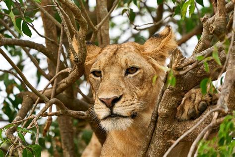 1Day Uganda wildlife safari Murchison Falls national park Uganda / 1 Day Murchison Falls ...