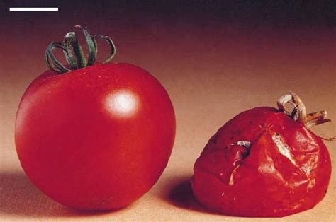 The Flavr Savr Tomato – Aurelio Trevisi