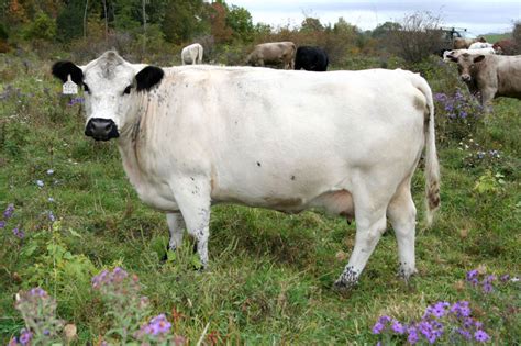 Jimmie's Blog - British White Cattle & More: British White Cattle for ...