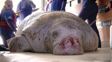 SeaWorld Rescues Stranded Manatee in South Carolina - YouTube