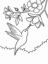 Hummingbird Coloring Pages  Printable And Free Sheets For Kids sketch template