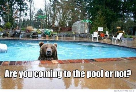 50 Hilarious Pool Memes To Get You Excited For The First Day Of Summer ...