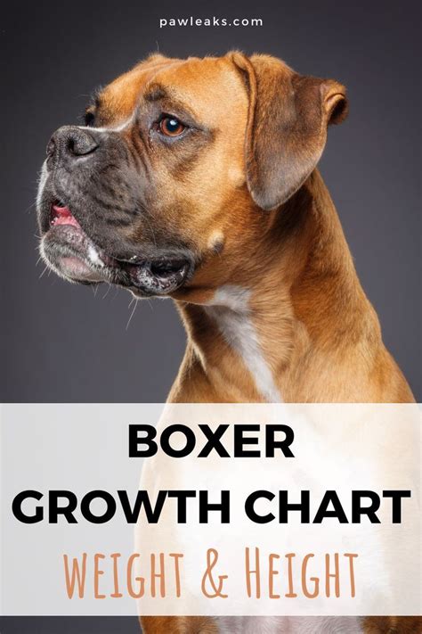 Boxer Growth Chart - Too Small or Just Right? | Boxer dogs facts ...