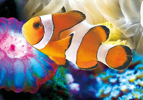 Reef Clownfish - The 3D Factory