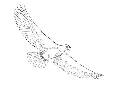 Flying Eagle Drawing at GetDrawings | Free download