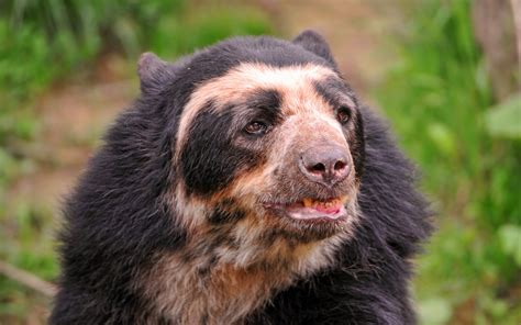 Spectacled Bear | The Life of Animals