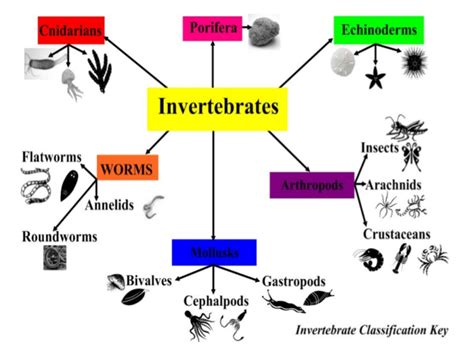 Yorkville Kingdom Animalia - characteristics of Invertebrates part 1 ...