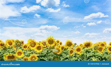 Sunflower Land and Summer Sky Stock Photo - Image of landscape, summer ...