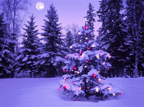 Christmas Nature Wallpapers - Top Free Christmas Nature Backgrounds - WallpaperAccess