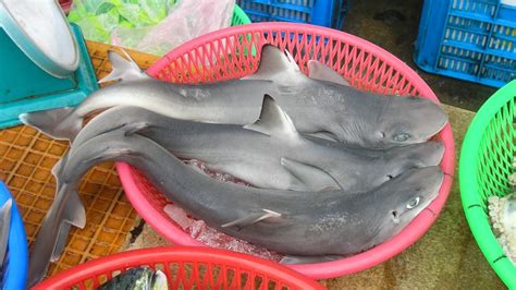 New Shark Species Found in Food Market