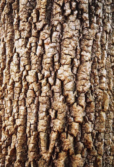 Tulip Poplar Bark, Beech Bluff Trail, Greensboro, North Carolina, 2006 | Poplar tree, Tulip ...