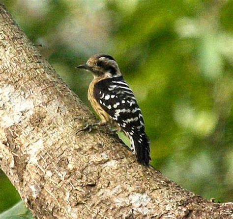 Grey-capped woodpecker photos | Birds of India | Bird World