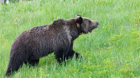 Explore the Beautiful Wildlife of Grand Teton National Park