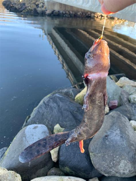 Lake Wisconsin - Wisconsin Fishing Reports