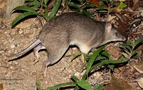 Bandicoot - Facts, Habitat, Pictures, Diet, Breeding, Lifestyle ...