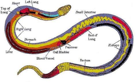 뱀의 소화(Snake Digestion) : 네이버 블로그