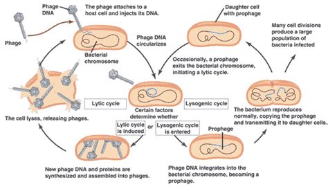 What Is A Provirus - cloudshareinfo