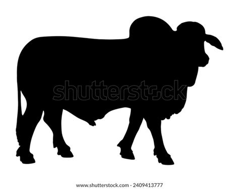 Brahman Bull Silhouette Vector Art White Stock Vector (Royalty Free ...