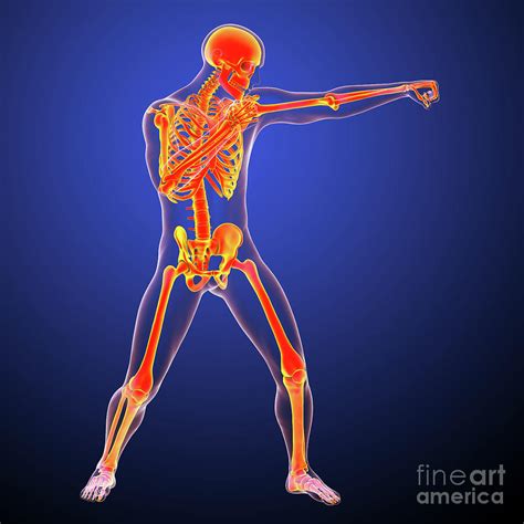 Anatomy Of A Boxer by Kateryna Kon/science Photo Library