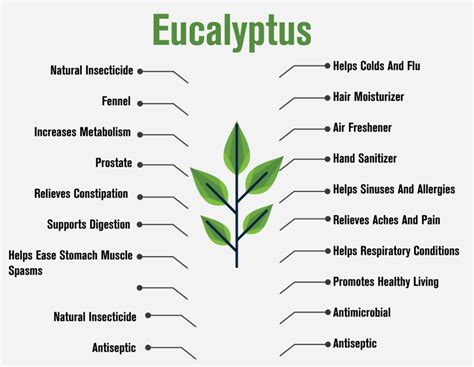 19 Tremendous Benefits of Eucalyptus, You must to know - My Health Only