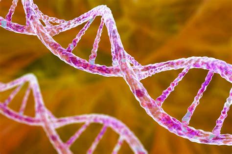 Une seule mutation génétique a rendu les humains plus sensibles au cancer - Les Actualites