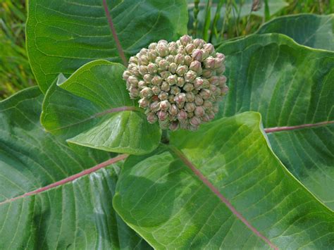 Asclepias syriaca 2 | Wicklein's Wholesale Native Plant Nursery Maryland