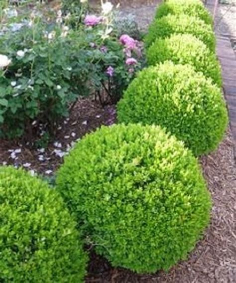 True Dwarf English Boxwood ( Buxus ) - Live Plant - 2 Gallon Pot | Boxwood landscaping, Live ...