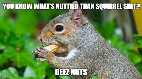 bad pun squirrel Memes & GIFs - Imgflip