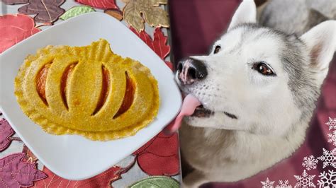 Easy Pumpkin Pie For Dogs 🎃 DIY Dog Treats - YouTube