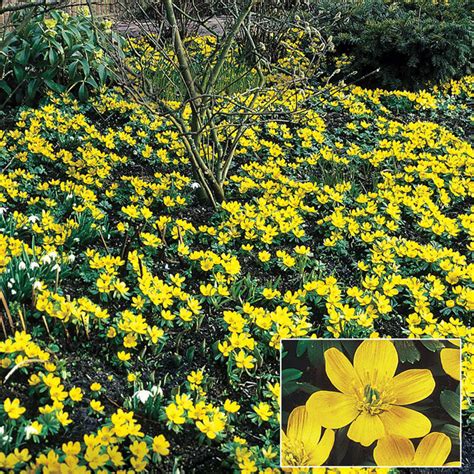 Winter Aconite Flowers | Breck's