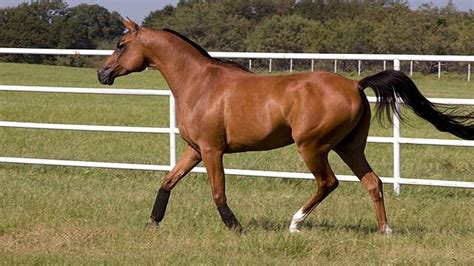 What Is A Gelding Horse? Characteristics, Care, And Training