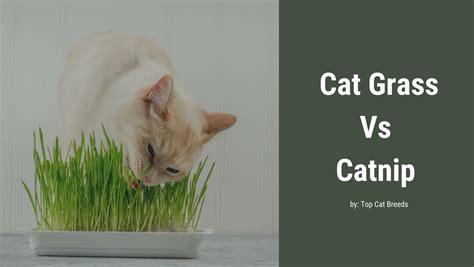 Cat Grass Vs. Catnip - Which is Better? - Top Cat Breeds