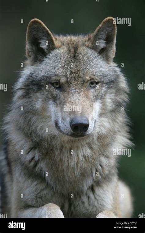 Great plains wolf buffalo wolf hi-res stock photography and images - Alamy