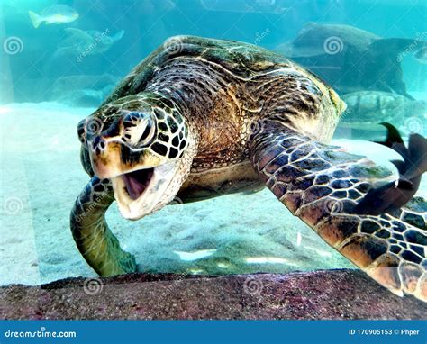 Green Sea Turtle-Tortue Verte @ Noumea Aquarium, New Caledonia Stock ...